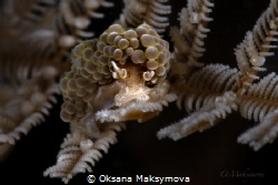 Nudibranch Doto ussi by Oksana Maksymova 